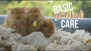 Basic Gerbil Care [upl. by Lil900]