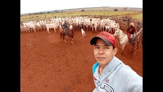 NA LIDA DO GADO NELORE🐮🐎PARTE1 [upl. by Zenas]