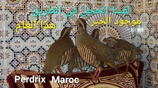 Chasse Perdrix Maroc 2022  2023 الحجل تيرعى جنب الطريق [upl. by Eisenberg]