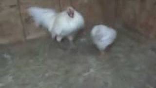 RARE WHITE HATCH gamefowl aka Avalanche Hatch as bred by K amp J farm [upl. by Halyk]