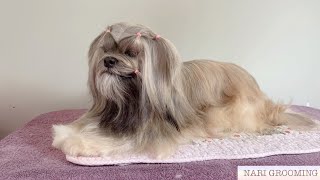 LHASA APSO LONG HAIR MAINTENANCE GROOMING [upl. by Eceinwahs150]