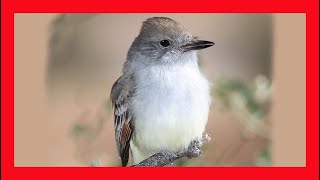 Ashthroated Flycatcher Song Call Sound Singing Papamoscas Cenizo Canto  Myiarchus Cinerascens [upl. by Valenza191]