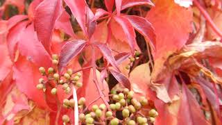 Virginia creeper  Parthenocissus quinquefolia  Ráðhúsvín  Villivínviður  Klifurplanta [upl. by Aikyn]