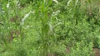 Gardens at Plimoth Plantations Wamanoag Homesite [upl. by Cristobal817]