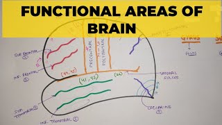 Functional Areas of Brain  1  Sulci amp Gyri [upl. by Milah713]