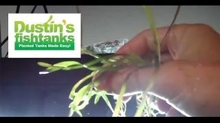 How to grow Jungle Val jungle vallisneria Vallisneria americana Species Sundays [upl. by Ashford692]