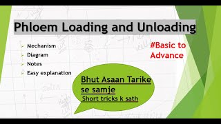 Phloem loading and unloadingMechanismDiagramNotesEasy explanation [upl. by Royd429]