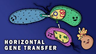 CONJUGATION TRANSFORMATION TRANSDUCTION HORIZONTAL GENE TRANSFER [upl. by Kussell]