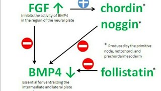 Functions of Various Organizer Proteins [upl. by Mercer]