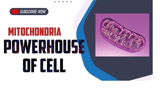 Mitochondria structure and function biologycellbiology genetics newresearch scienceexplained [upl. by Eninahpets]