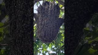 La Increíble Importancia de las Abejas [upl. by Courtenay869]