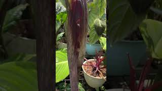 Amorphophallus spectabilis [upl. by Anyah]