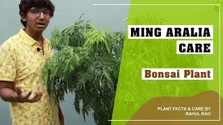 Ming Aralia Plant Care in Hindi  Bonsai Plant  Polyscias Araliaceae [upl. by Enelad338]