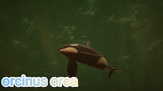 Compilation de chasse orcinus orca 18 [upl. by Neiluj349]