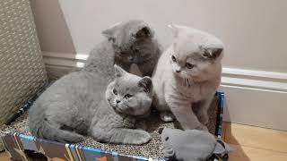 British Shorthair kittens  10 weeks Old [upl. by Giffie]