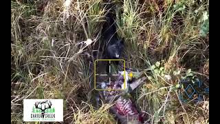 DRONE FINDS Wolves Feeding on a BIG BUCK [upl. by Siron]