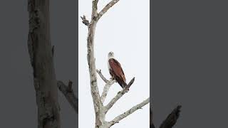 Brahminy Kite flies away [upl. by Asek768]