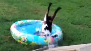 Best of Fainting Goats 2020  Funny Compilation 😂 Funny Pets [upl. by Atiekram]