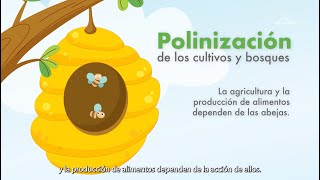 ¿Cuál es la importancia de las abejas  Aris Mining [upl. by Kries]