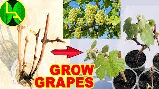 How to grow grape plants at home  Easy and fast way [upl. by Latreece]