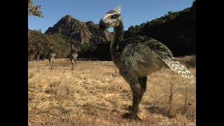 National Geographic  Kelenken Prehistoric Predators  New Documentary HD 2018 [upl. by Oberon143]