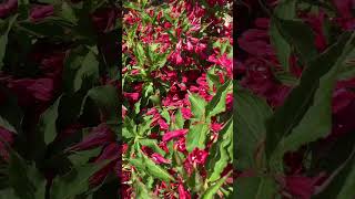 Red Prince Weigela [upl. by Ahsead]