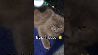 kucinglucu kucinglonghair britishlonghair cat kucingviral [upl. by Hynda528]