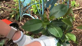 Planting Dipladenia and Manettia around an Obelisk [upl. by Deering]