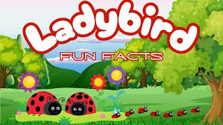 Fun Facts  Ladybirds [upl. by Anazraf]