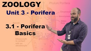 Zoology Unit 3  31  Porifera Basics [upl. by Ambie171]