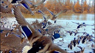 10000 THOUSAND MALLARDS AND PINTAILS IN FLOODED OXBOW GIANT BUCKS DOUBLE DROP TINE WHITETAIL [upl. by Alby]