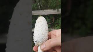 Identifying edible mushrooms Coprinus comatus  Shaggy ink cap [upl. by Akinehs262]