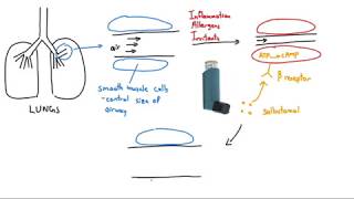 Salbutamol Ventolin Explained in 2 Minutes [upl. by Samohtnhoj274]