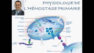 PHYSIOLOGIE DE HÉMOSTASE PRIMAIRE [upl. by Crespi778]