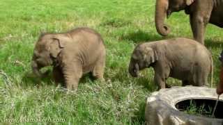 Elephant Nature Park of Thailand [upl. by Urquhart312]