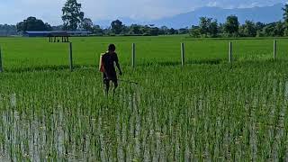 Spraying Herbicide to rice field [upl. by Ardnalak]