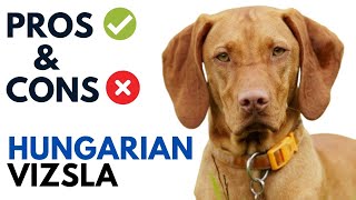 Vizsla Dog Pros and Cons  Hungarian Vizsla Dog Advantages and Disadvantages [upl. by Uhthna]