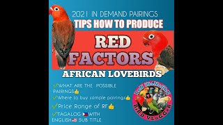 TIPS HOW TO PRODUCE VISUAL RED FACTORS AFRICAN LOVEBIRDS RED FACTOR VS RED SUFFUSION DIFFERENCE [upl. by Ermentrude]