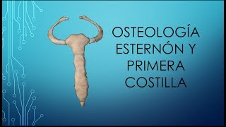 Osteología del esternón y primera costilla [upl. by Kirit]