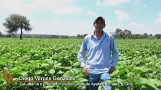 Diego Vargas estudiante y joven productor de MasAgro Guanajuato [upl. by Yeoj]