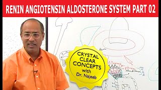 Renin Angiotensin Aldosterone System  RAAS Part 2👨‍⚕️ [upl. by Nnylrefinnej870]