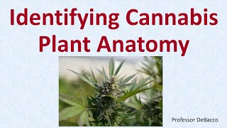 Identifying Cannabis Plant Anatomy [upl. by Akirehc734]