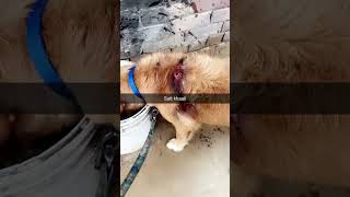 motivation attitude doglover boxergill dog love life youtube [upl. by Supple405]