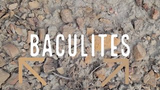 Baculites in the Bookcliffs [upl. by Freytag7]