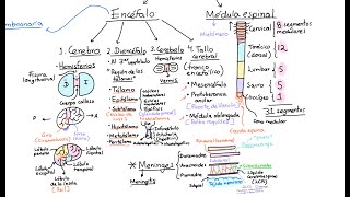 Neuroanatomía Introducción Clasificación y conceptos generales [upl. by Rosati]