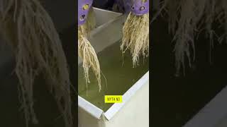 Misconceptions About Hydroponic Farming urbanfarming gardening hydroponics shorts [upl. by Eniamrehs]