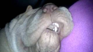 Our Shar Pei Snoring [upl. by Humberto494]