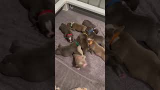 🐶🐾Looking for a new 🏡 americanbully puppies puppiesforsale dogs pets dmv [upl. by Aecila857]