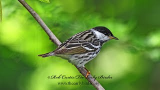 Setophaga striata BLACKPOLL WARBLERS Spring amp Fall foraging 9087608 [upl. by Antonie74]