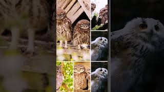 Owls are active at night or during the twilight periods of dusk and dawn owls [upl. by Revlys47]